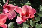 Persische Rose Hugs and Kisses ® 'For Your Eyes Only' - Rosa persica Hugs and Kisses ® 'For Your Eyes Only'