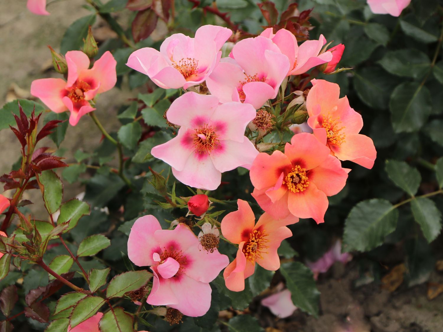 Persische Rose Hugs and Kisses ® 'For Your Eyes Only' Rosen