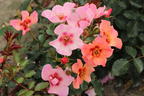 Persische Rose Hugs and Kisses ® 'For Your Eyes Only' - Rosa persica Hugs and Kisses ® 'For Your Eyes Only'