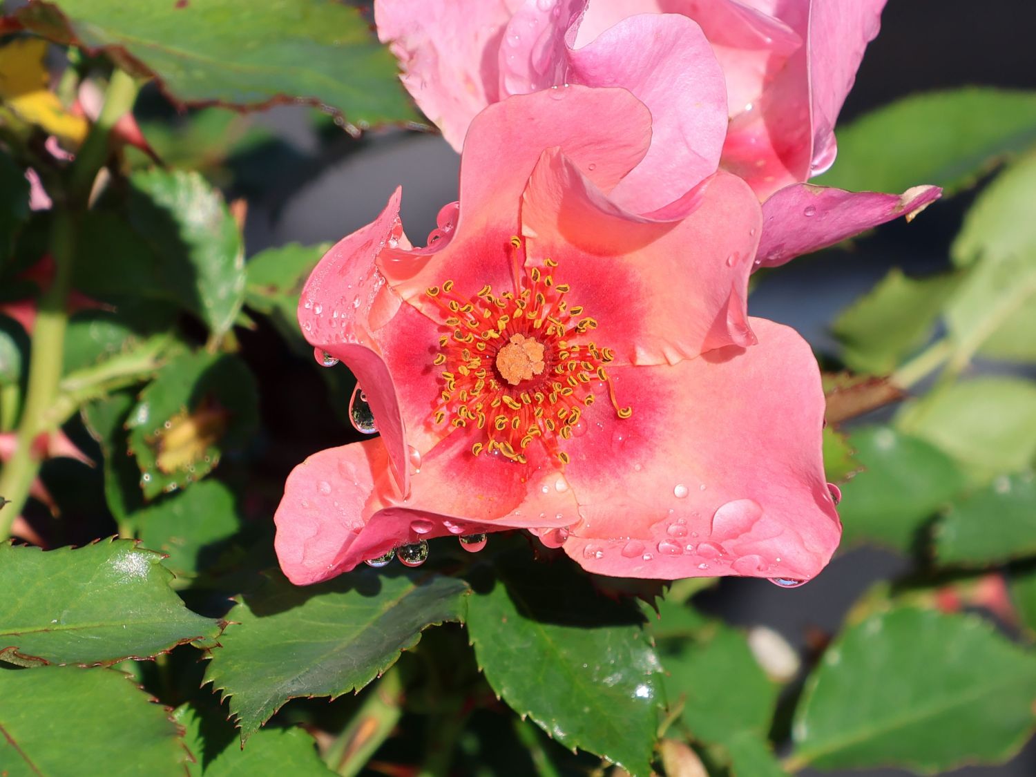 Persische Rose Hugs and Kisses ® 'For Your Eyes Only' - Rosa persica Hugs and Kisses ® 'For Your Eyes Only'