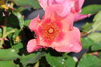 Persische Rose Hugs and Kisses ® 'For Your Eyes Only' - Rosa persica Hugs and Kisses ® 'For Your Eyes Only'