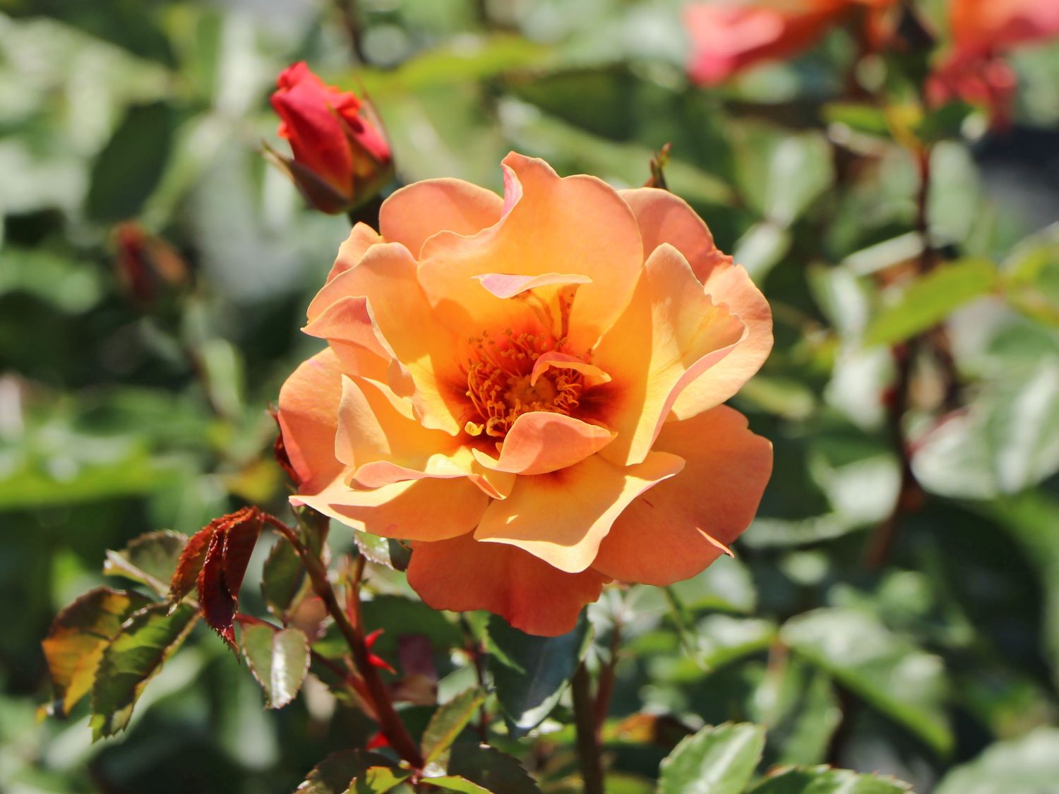 Persische Rose Hugs and Kisses ® 'Persian Sun'