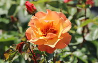 Persische Rose Hugs and Kisses ® 'Persian Sun'