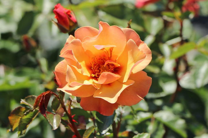Persion Roses Persische Rose Hugs and Kisses ® 'Persian Sun' | Rosen-Wissen