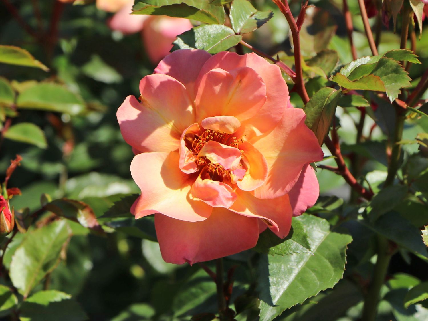 Persische Rose Hugs and Kisses ® 'Persian Sun' RosenWissen