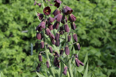Persische Schachblume 'Adiyaman' - Fritillaria persica 'Adiyaman'