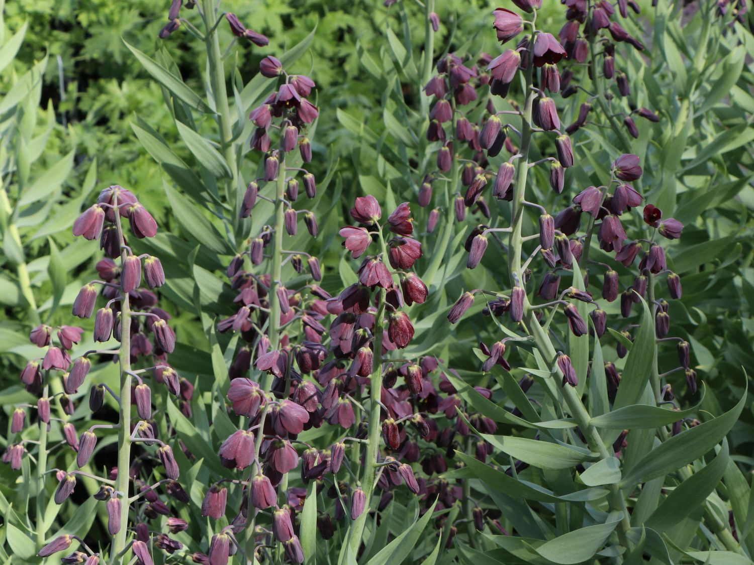 Persische Schachblume 'Adiyaman' - Fritillaria persica 'Adiyaman'