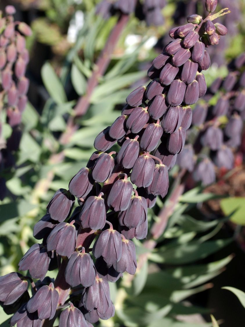 Persische Schachblume 'Adiyaman' - Fritillaria persica 'Adiyaman'