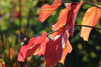 Persischer Eisenholzbaum / Eisenbaum - Parrotia persica