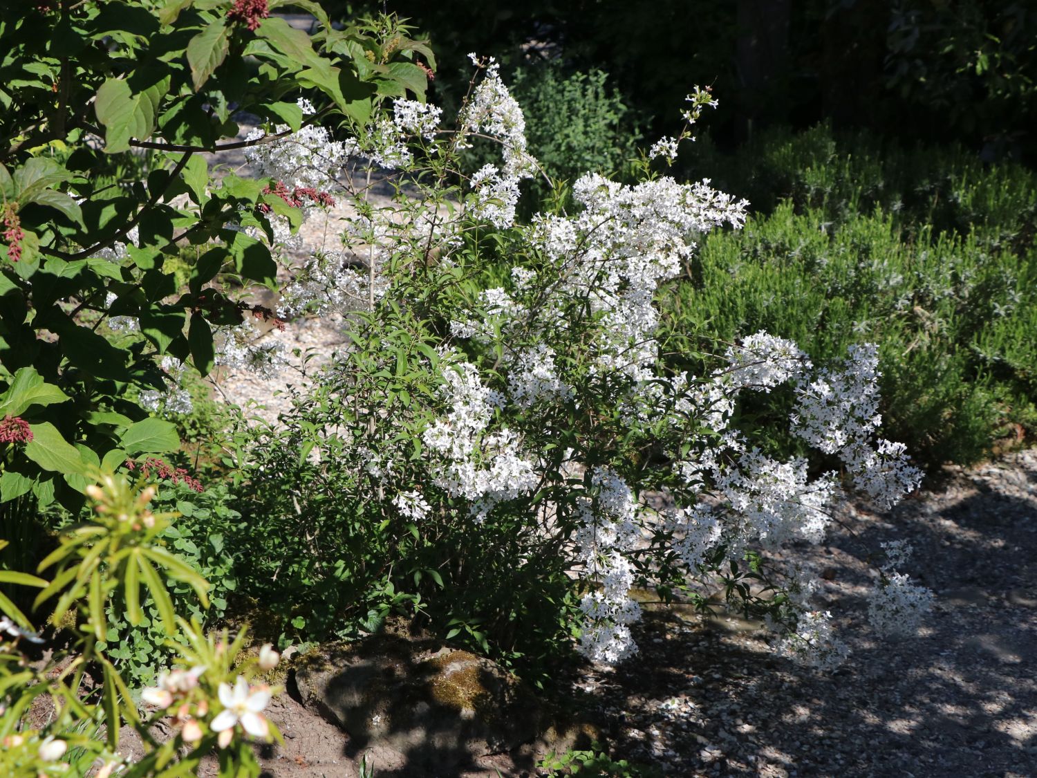 Persischer Flieder 'Alba'