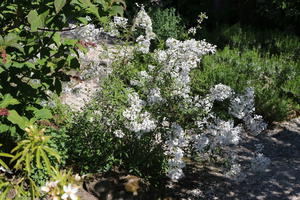 Persischer Flieder 'Alba'