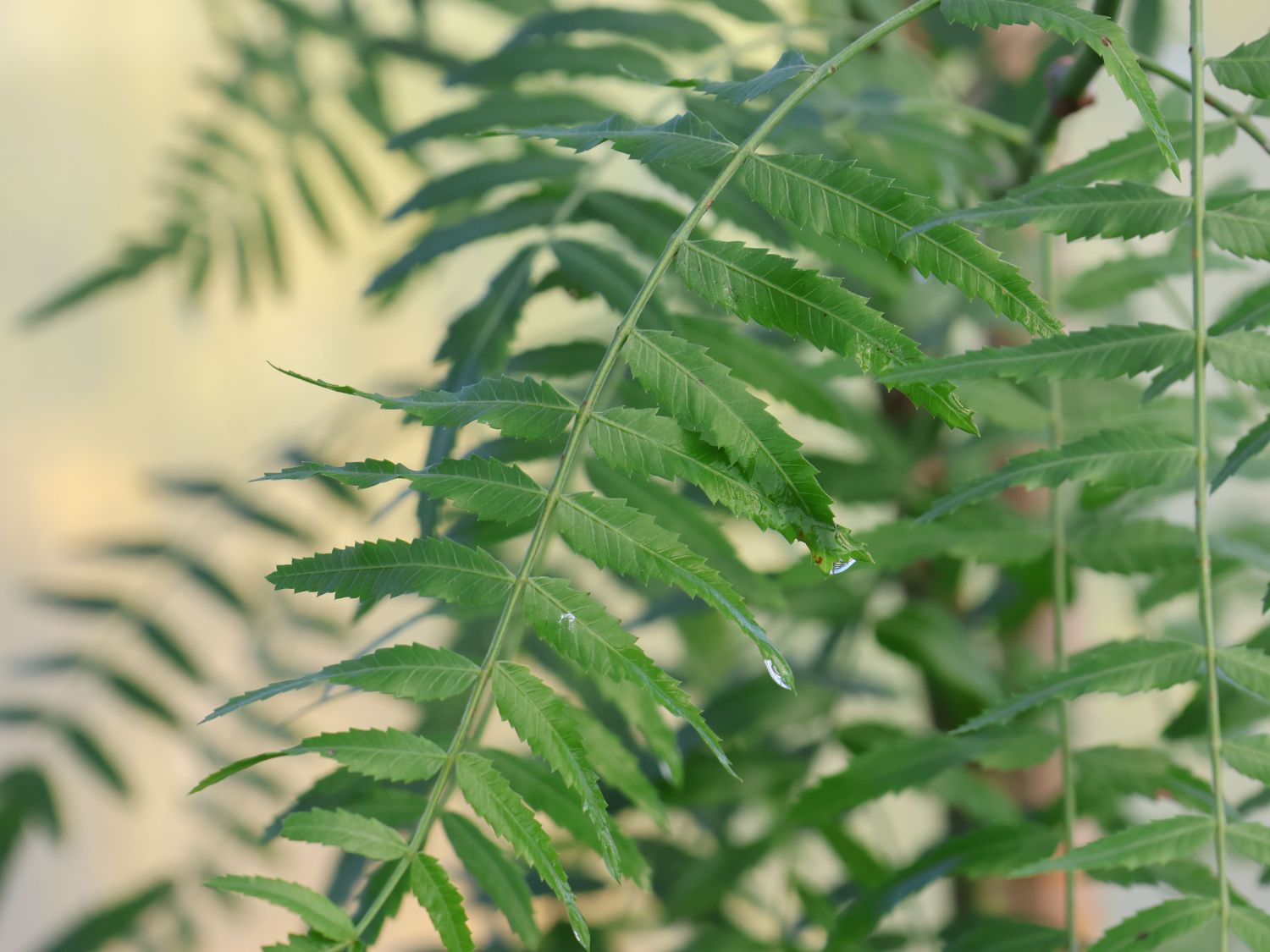 Peruanischer Pfefferbaum