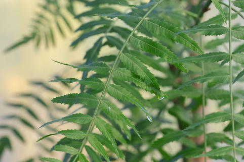 Peruanischer Pfefferbaum - Schinus molle