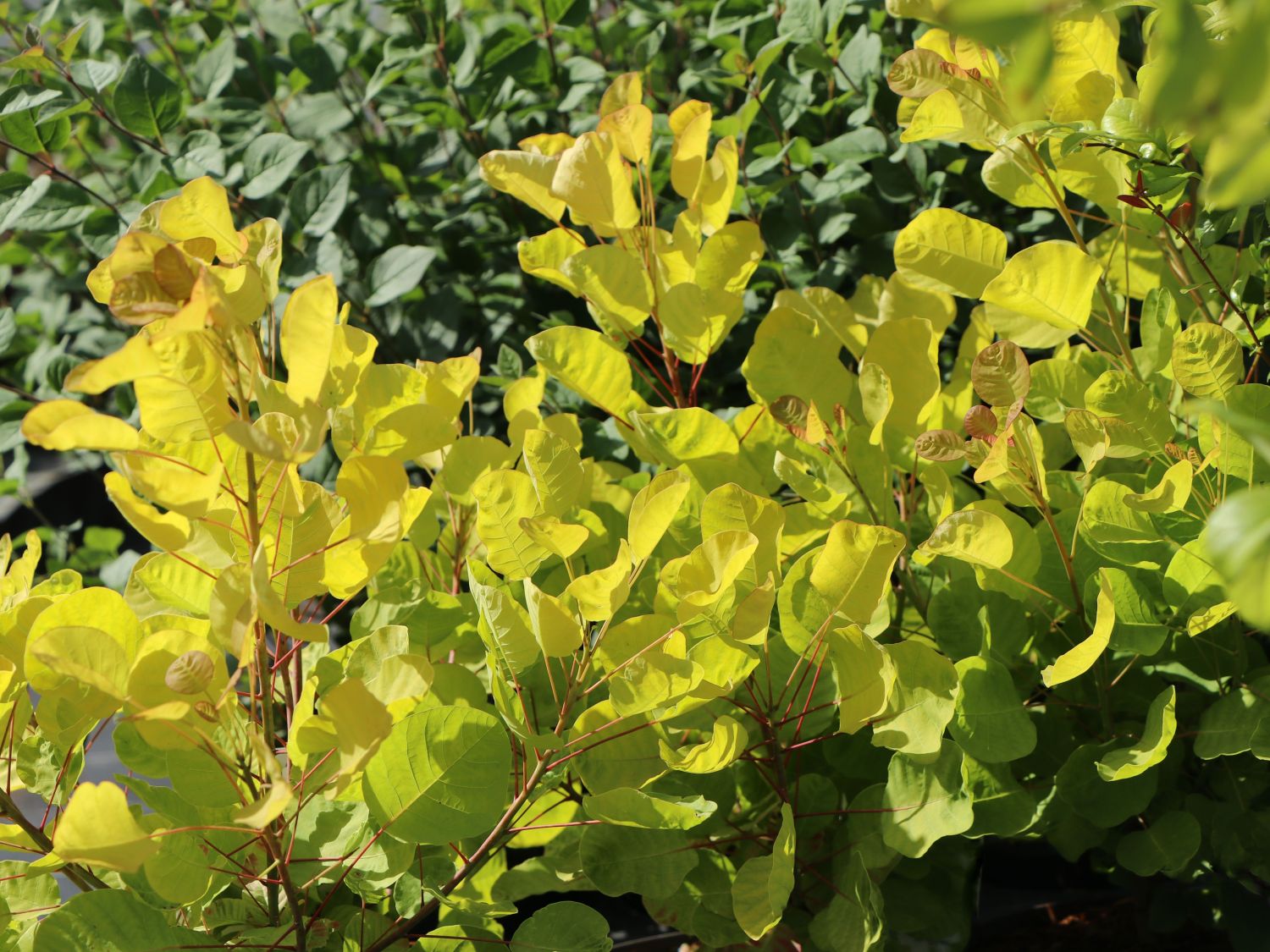 Perückenstrauch 'Golden Lady' ®