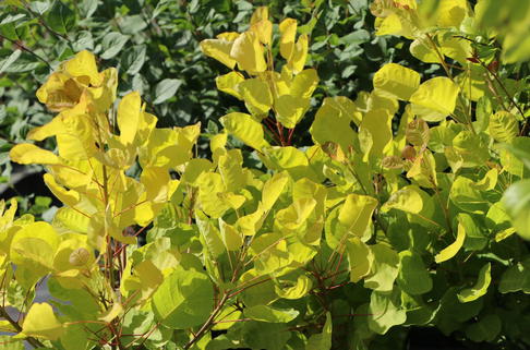 Perückenstrauch 'Golden Lady' ® - Cotinus coggygria 'Golden Lady' ®