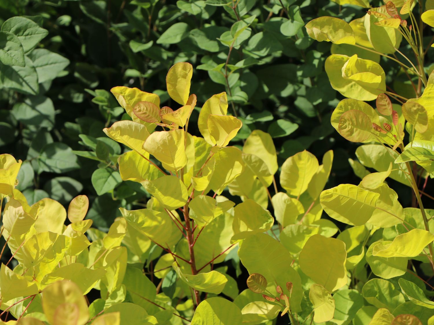 Perückenstrauch 'Golden Lady' ® - Cotinus coggygria 'Golden Lady' ®