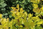 Perückenstrauch 'Golden Lady' ® - Cotinus coggygria 'Golden Lady' ®