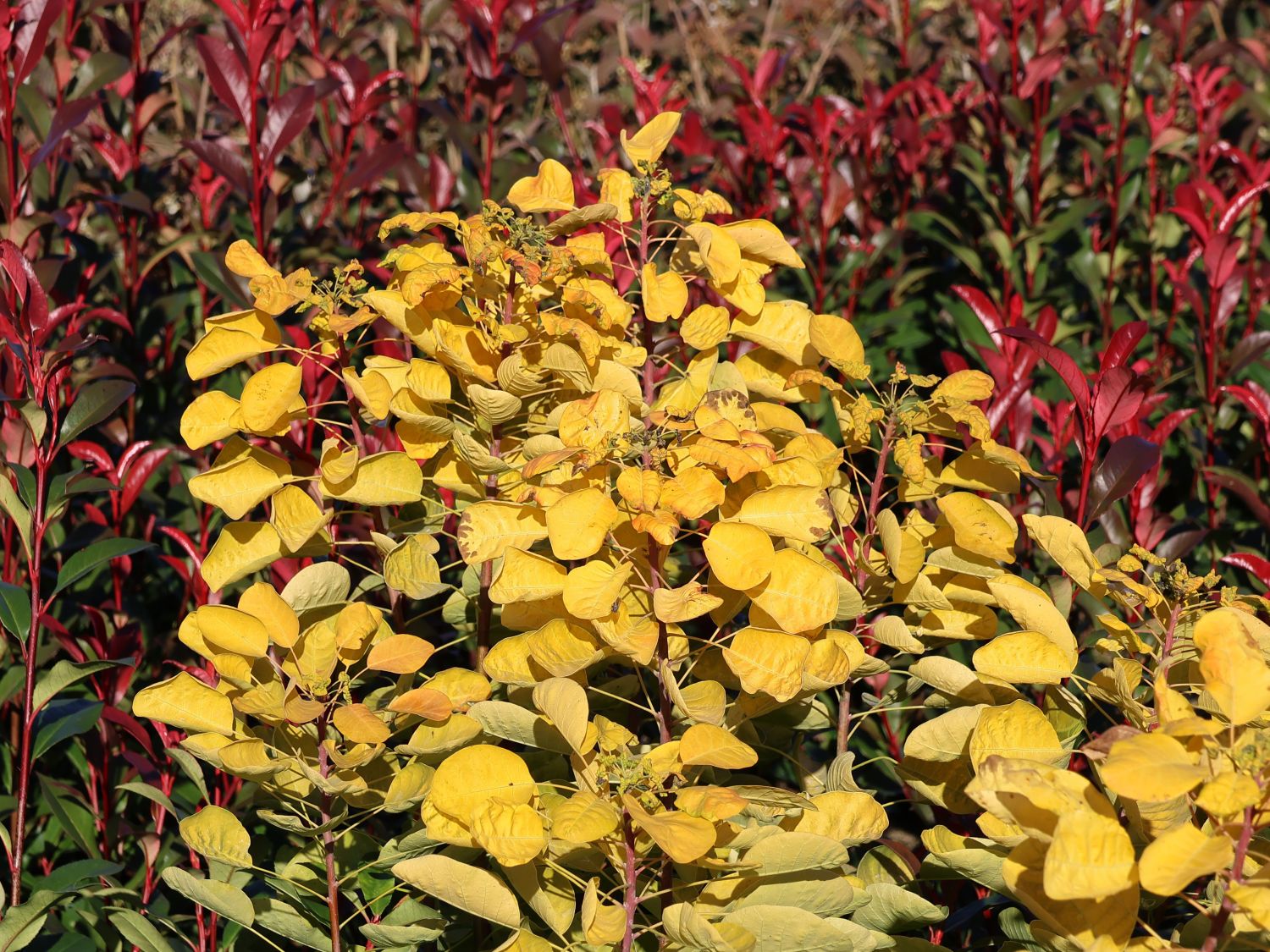 Perückenstrauch 'Golden Lady' ® - Cotinus coggygria 'Golden Lady' ®