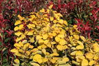 Perückenstrauch 'Golden Lady' ® - Cotinus coggygria 'Golden Lady' ®