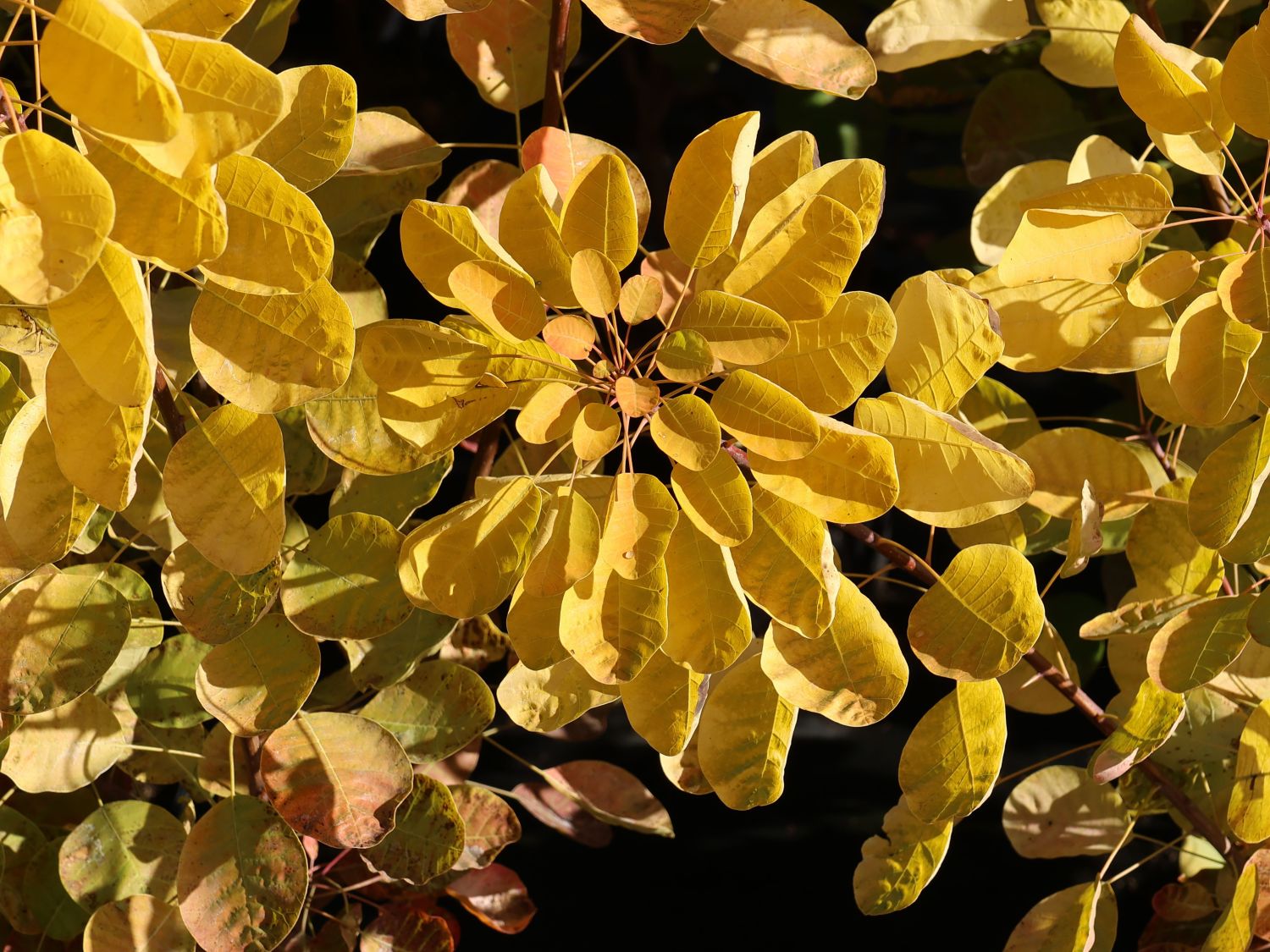 Perückenstrauch 'Golden Lady' ® - Cotinus coggygria 'Golden Lady' ®