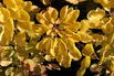 Perückenstrauch 'Golden Lady' ® - Cotinus coggygria 'Golden Lady' ®