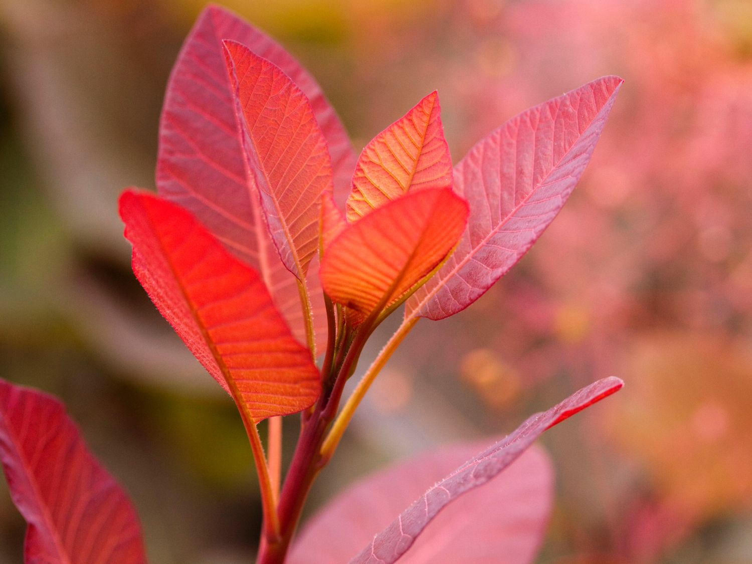 Perückenstrauch 'Grace'