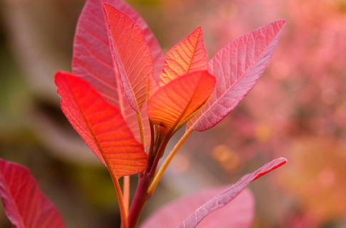 Perückenstrauch 'Grace' - Cotinus dummeri 'Grace'