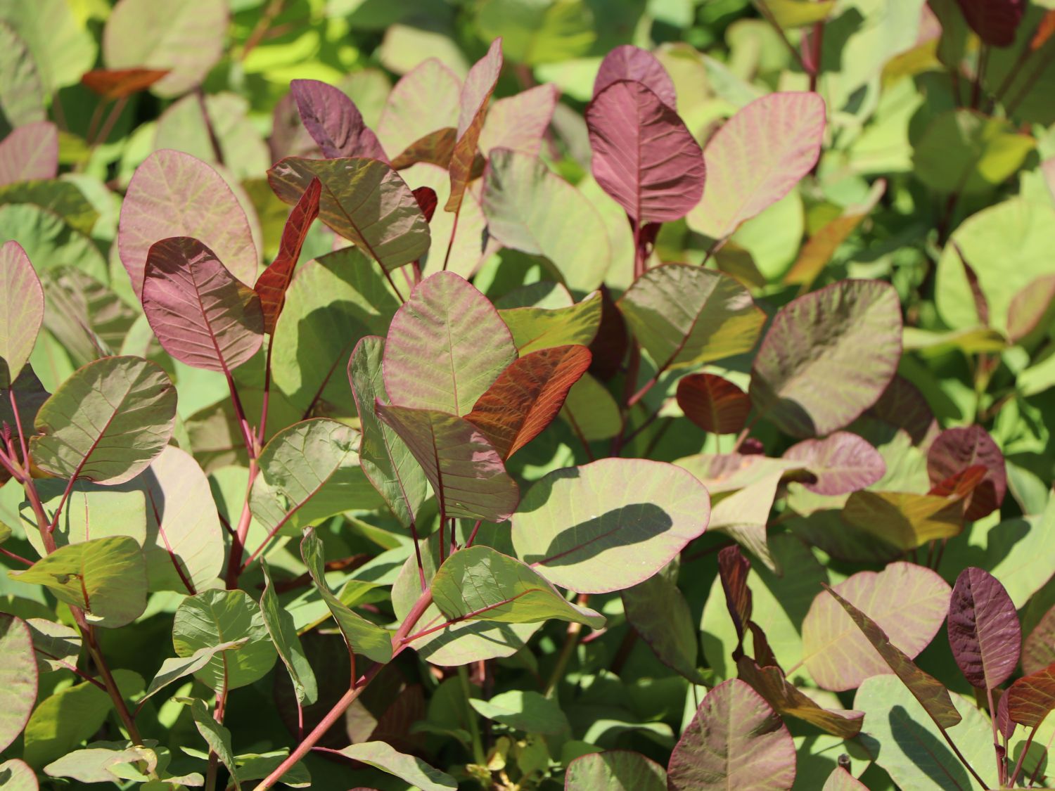 Perückenstrauch 'Old Fasioned' ®