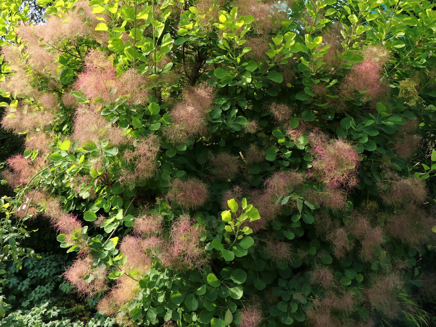 Perückenstrauch 'Smokey Joe'