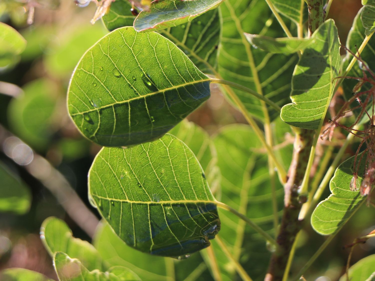 Perückensträucher (Cotinus)