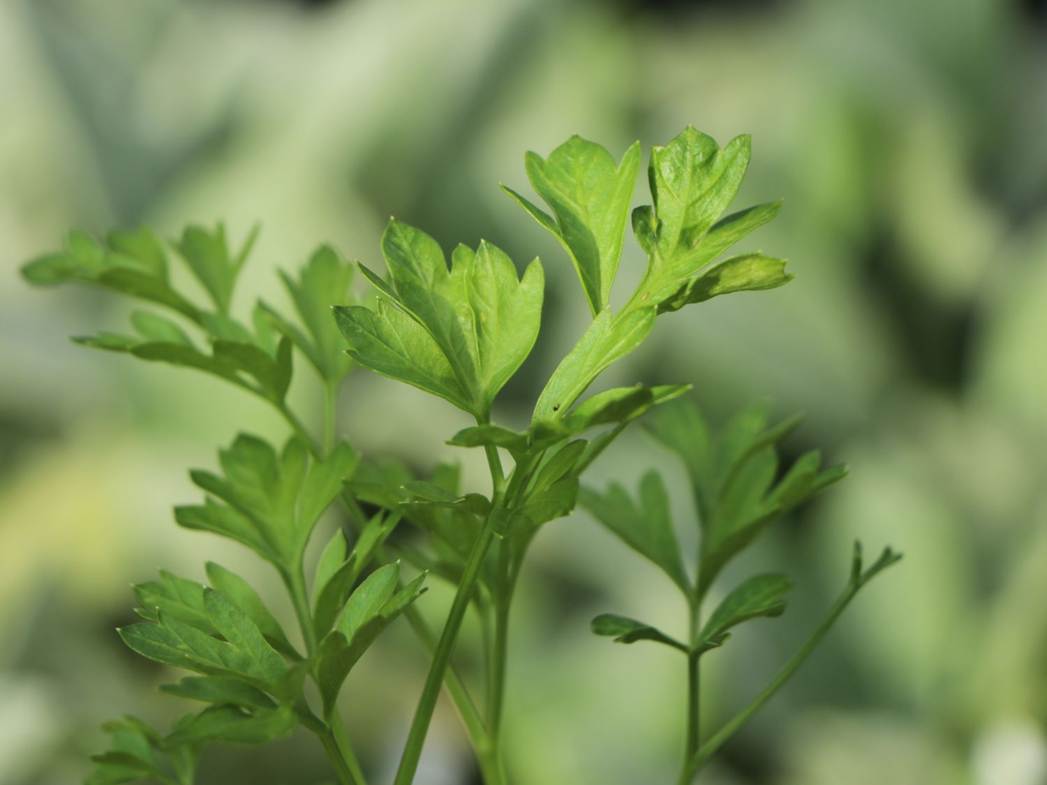 Petersilie 'Giganthe di Napoli' - Petroselinum crispum 'Giganthe di Napoli'