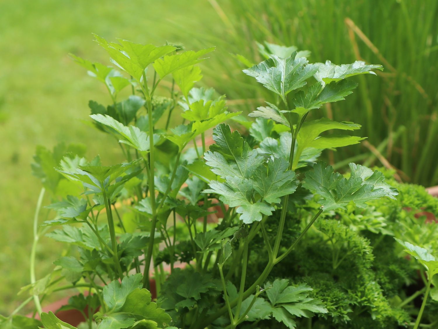 Petersilie 'Giganthe di Napoli' - Petroselinum crispum 'Giganthe di Napoli'