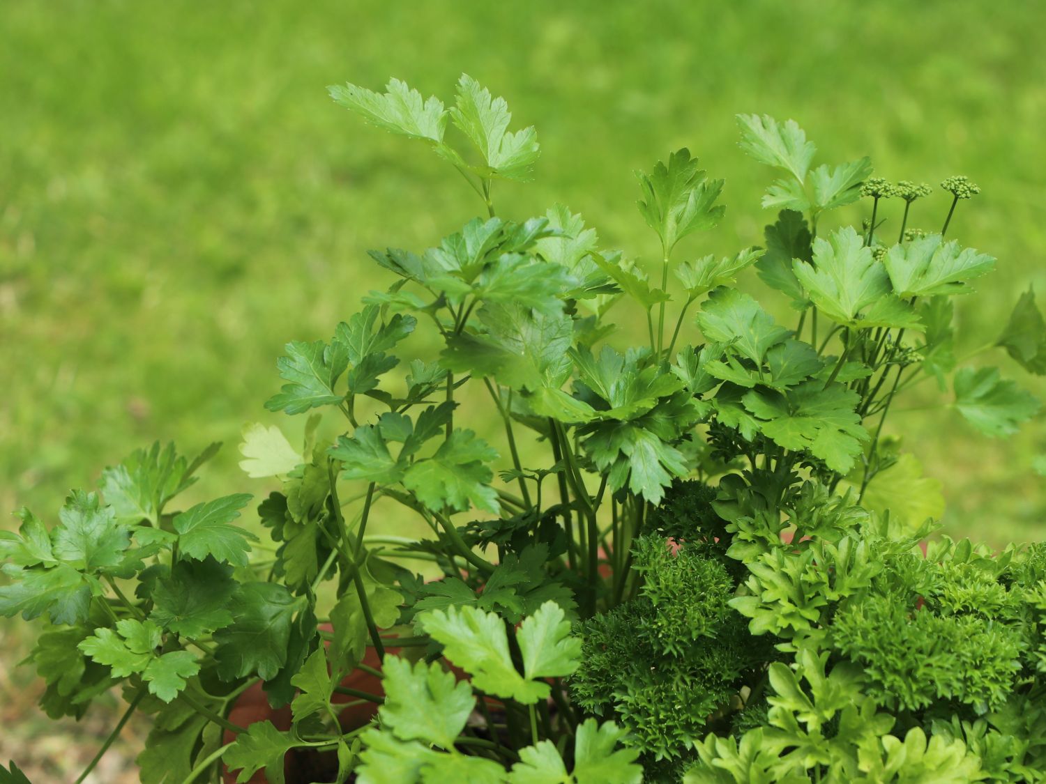 Petersilie 'Giganthe di Napoli' - Petroselinum crispum 'Giganthe di Napoli'