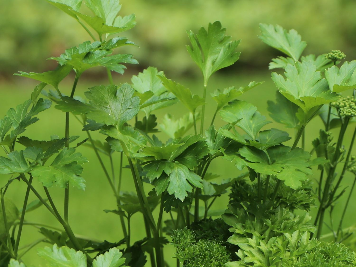 Petersilie 'Giganthe di Napoli' - Petroselinum crispum 'Giganthe di Napoli'