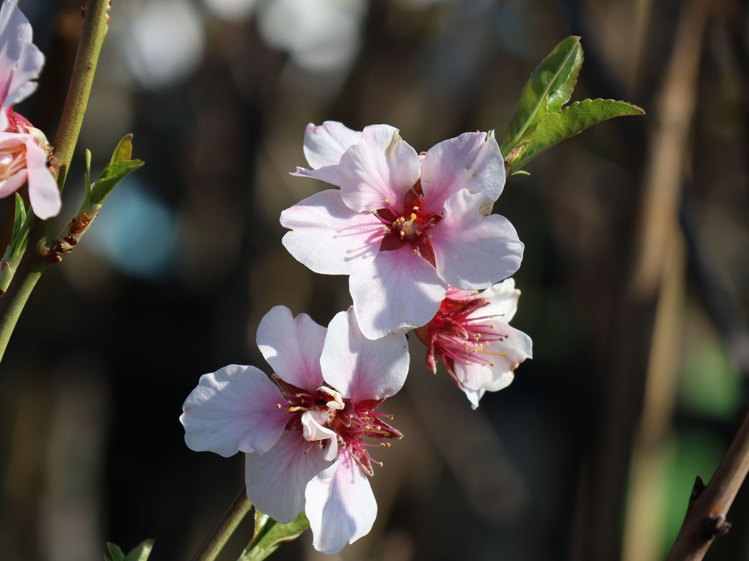 Pfälzer Fruchtmandel 'Pfälzer Fruchtmandel' - Prunus dulcis 'Pfälzer Fruchtmandel'