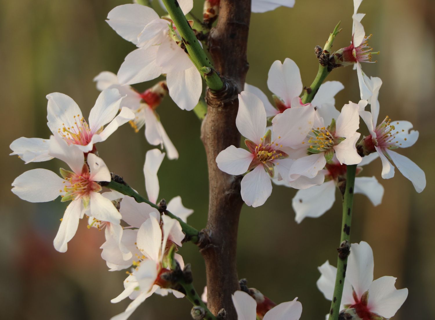 Pfälzer Fruchtmandel 'Pfälzer Fruchtmandel' - Prunus dulcis 'Pfälzer Fruchtmandel'