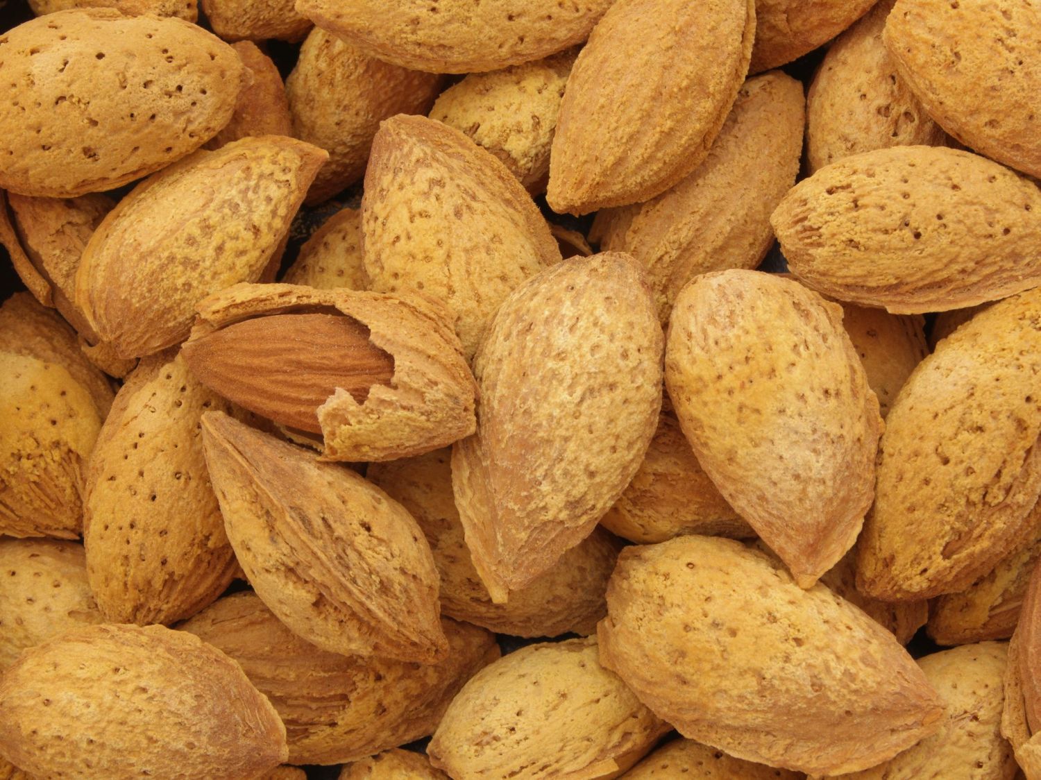 Pfälzer Fruchtmandel 'Pfälzer Fruchtmandel'