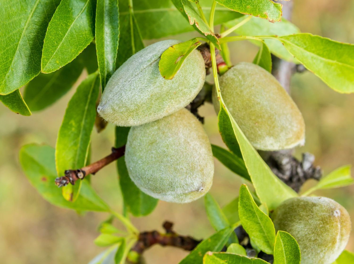 Pfälzer Fruchtmandel 'Pfälzer Fruchtmandel' - Prunus dulcis 'Pfälzer Fruchtmandel'
