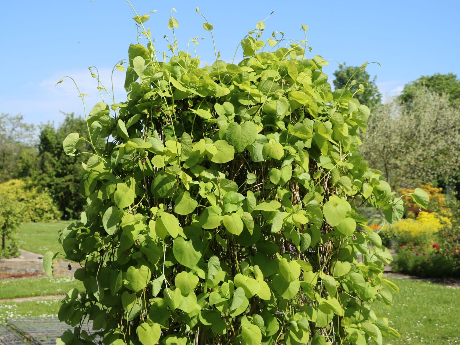 Pfeifenblumen (Aristolochia)