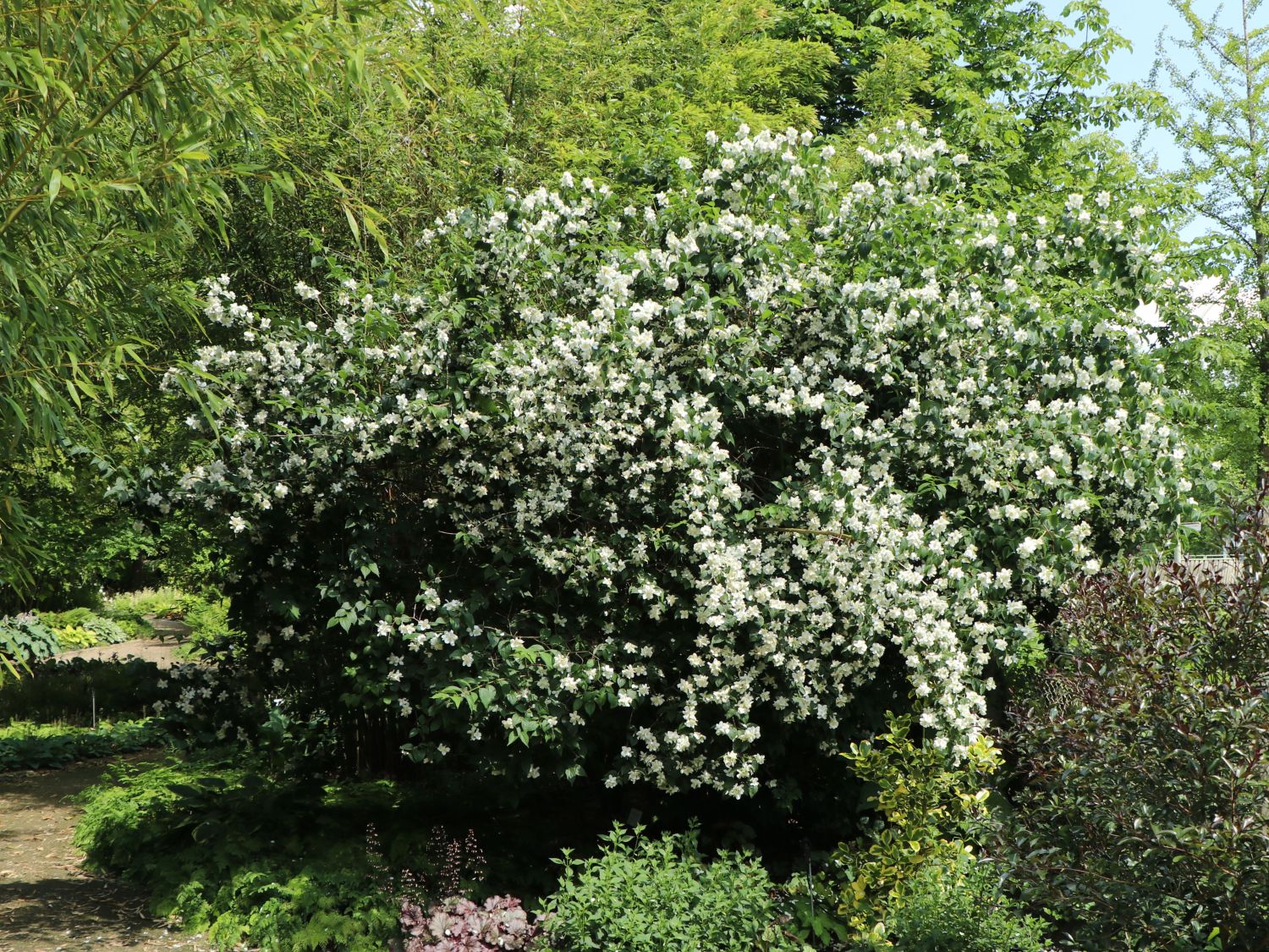 Pfeifenstrauch / Falscher Jasmin 'Dame Blanche' - Philadelphus 'Dame Blanche'