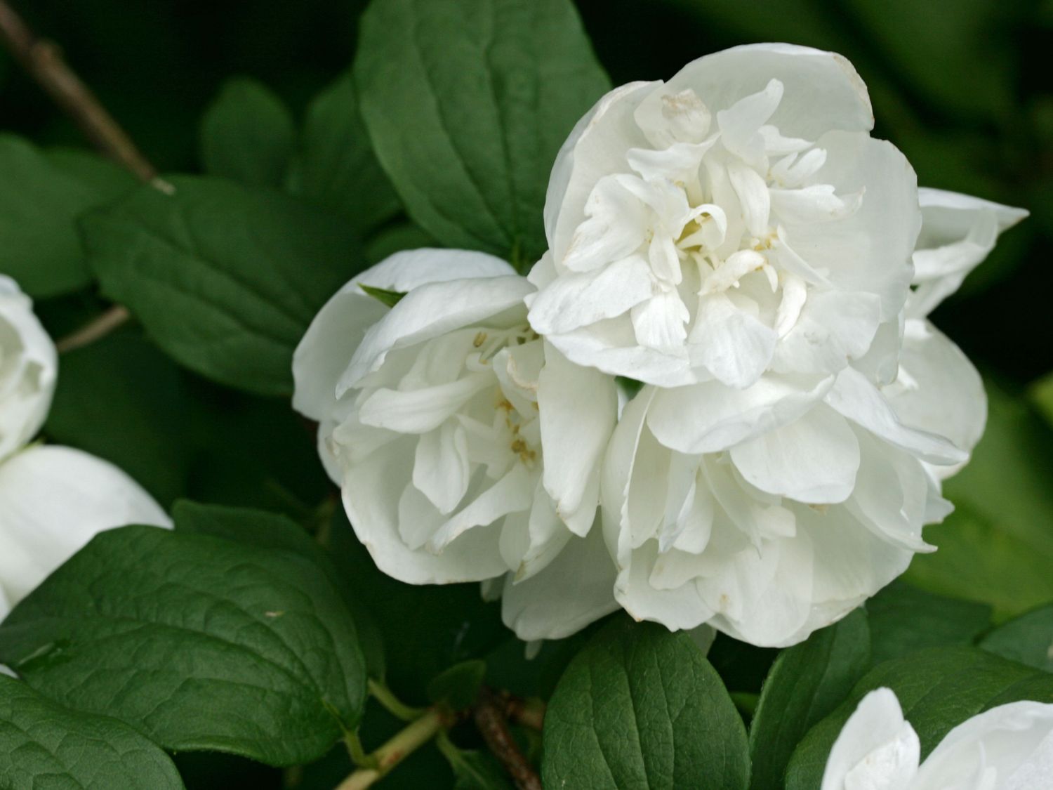 Pfeifenstrauch / Falscher Jasmin (Girandole) - Philadelphus 'Girandole'
