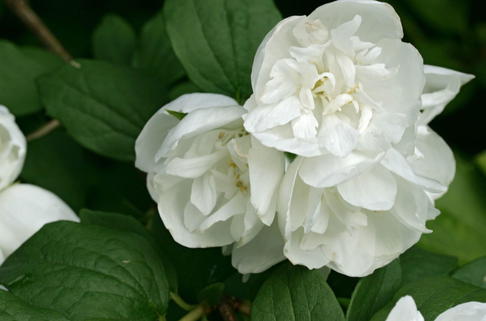 Pfeifenstrauch / Falscher Jasmin (Girandole) - Philadelphus 'Girandole'