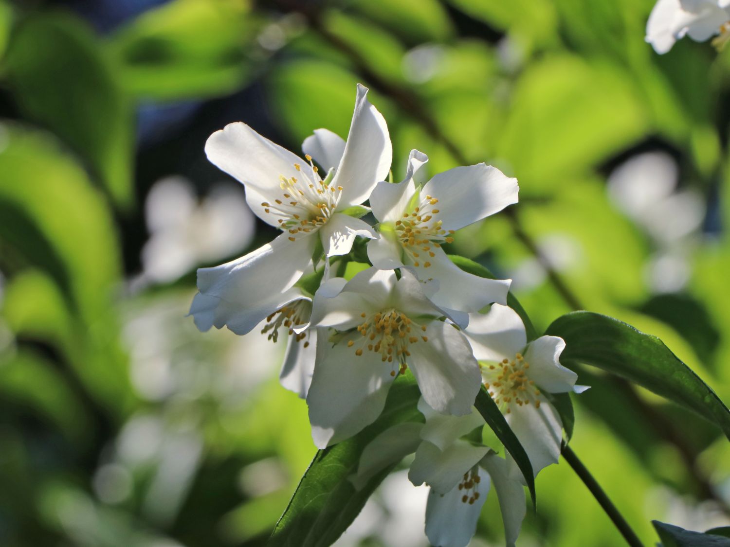 Pfeifenstrauch 'Mont Blanc'