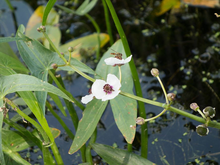 Pfeilkraut (Sagittaria)