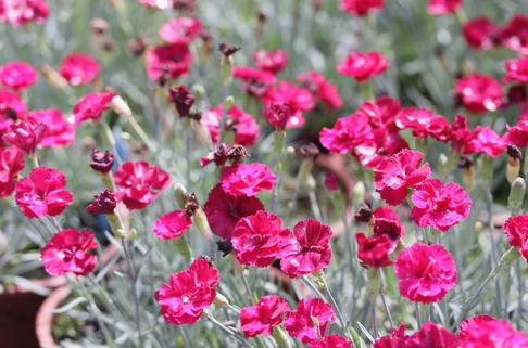 Pfingstnelke 'Bombardier' - Dianthus gratianopolitanus 'Bombardier'