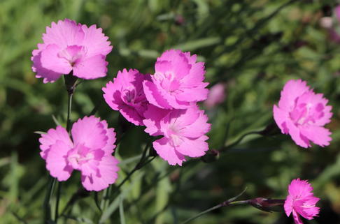 Pfingstnelke 'Eydangeri' - Dianthus gratianopolitanus 'Eydangeri'