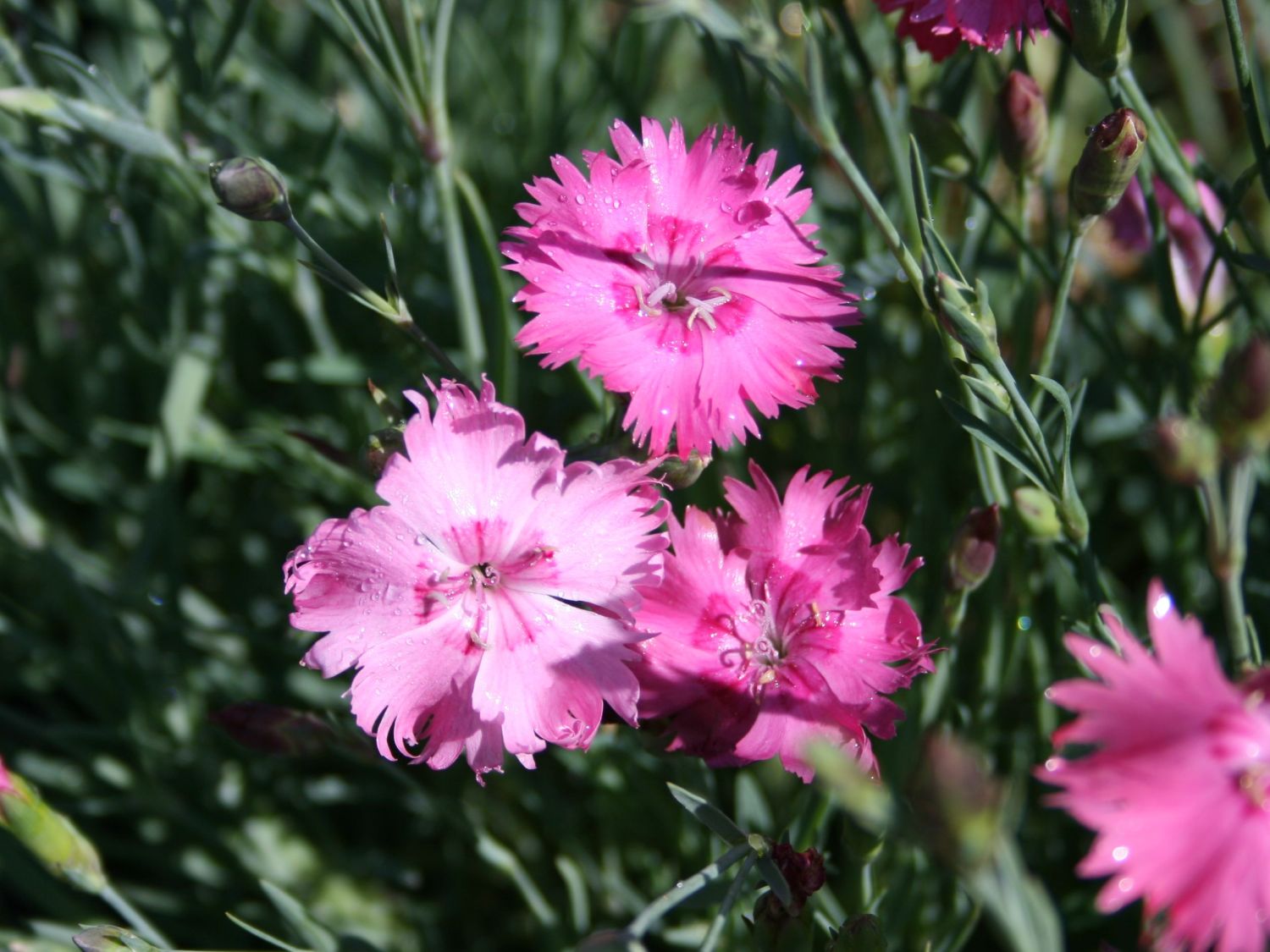 Pfingstnelke 'Grandiflorus' - Dianthus gratianopolitanus 'Grandiflorus'