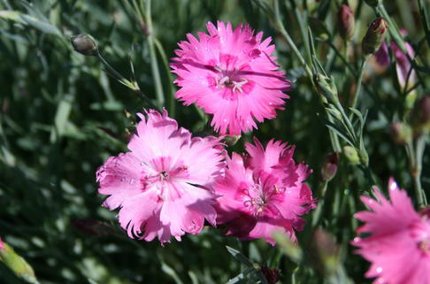 Pfingstnelke 'Grandiflorus' - Dianthus gratianopolitanus 'Grandiflorus'