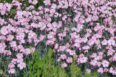 Pfingstnelke - Dianthus gratianopolitanus