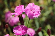 Pfingstnelke 'Pink Jewel'